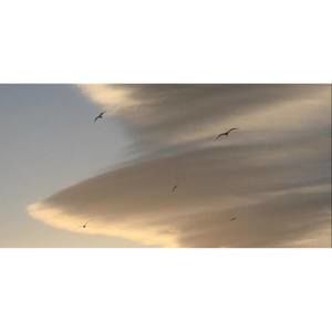 Meet your Posher, Cat